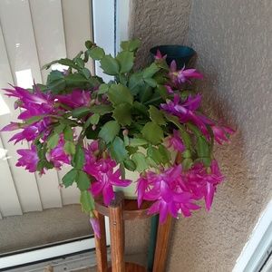 Meet your Posher, Minerva